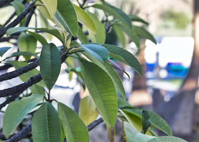 Vino Tinto 5s Icod De Los Vinos