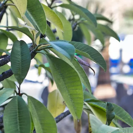 Vino Tinto 5s 伊科德·德·洛斯·维诺斯